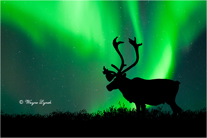 Caribou Bull & the Northern Lights by Dr. Wayne Lynch &copy;